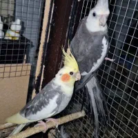 دو عدد عروس هلندی نر بالغ تظمینی و جوجه سرلاکی|پرنده|آزادشهر, |دیوار