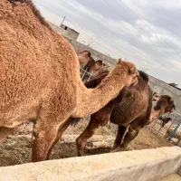 ۲تاشترماده ‌۶تا کره شترنر|حیوانات مزرعه|مشهد, شهرک مهر آباد|دیوار