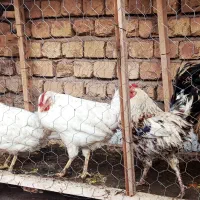 مرغ|حیوانات مزرعه|نجف‌آباد, رحمت آباد|دیوار