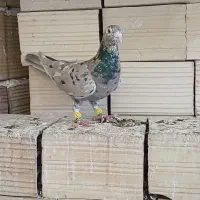 کرم هفرنگ لکی کلکسیونی نر|پرنده|الوند, |دیوار