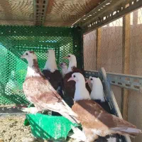کله سفید سینه ای دمبی زاغ طوقی
