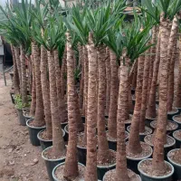 یوکا سطل ۷ تعداد 60 سطل ۴ تعداد80