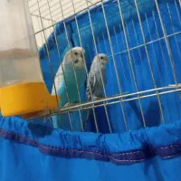 مرغ عشق مولد و دستی|پرنده|ایلام, |دیوار