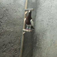 یهودی نر کفتر بوم