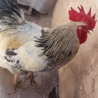 فروش خروس زیبا