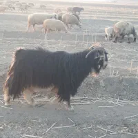 پازن ترکی فروشی|حیوانات مزرعه|شیراز, احمدآباد|دیوار