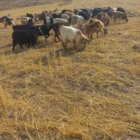 ۱۰عدد بزجوان مال ی حیاط|حیوانات مزرعه|اهر, |دیوار