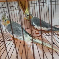 عروس هلندی رنگهای مختلف