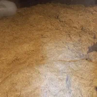 کاه سفید ونخود