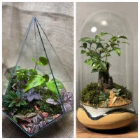 تراریوم بونسای