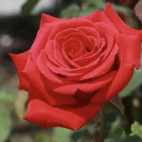 به یک نیرو خانم با روابط عمومی بالا فن بیان بالا