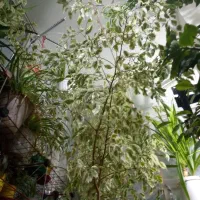 گل بنجامین|گل و گیاه طبیعی|ارزوئیه, |دیوار
