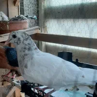 کبوتر فروشی