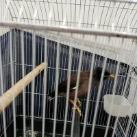 مرغ مینا|پرنده|فراشبند, |دیوار