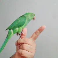 طوطی ملنگو نر|پرنده|برازجان, |دیوار
