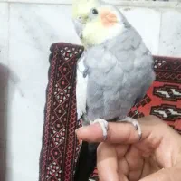 گمشده