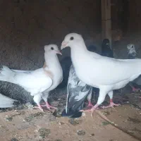 ده تا کبوتر مختلف  کشت