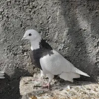 طوقی و تهرانی|پرنده|همدان, |دیوار