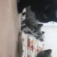 گربه پرشین اسکاتیش مشگی