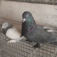 کفتراصفهانی وپروکاشونی