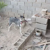 سگ هاسکی|سگ|شیبکوه (فارس), |دیوار