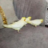 جوجه عروس هلندی دستی لوتینیو چهار عدد سرلاکی