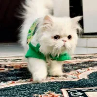 گربه|گربه|قائن, |دیوار