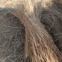 جارو شهرداری ۵جریب اماده