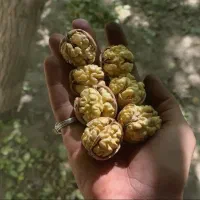 راز افزایش 30% تناژ گردو در الیگودرز همین الان