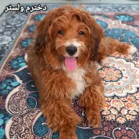 سگ گمشده رنگ قهوه ای و سفید.مژدگانی ۱۰ میلیون