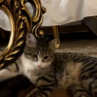 بچه گربه|گربه|کرج, کرج نو|دیوار