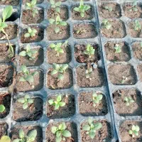 ۵عدد‌سینی‌نهال‌گل‌میمونی‌پا‌بلند