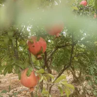 فروش سه هکتار میوه انار|فروش زمین و ملک کلنگی|گنبد کاووس, |دیوار