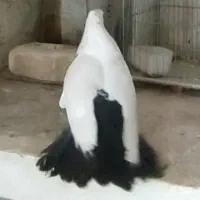 دم سیاه نر