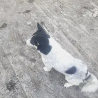 سگ پا کوتاه|سگ|شهریار, شهرک امیریه|دیوار