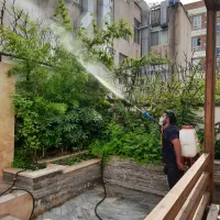 شمپاشی وباغبانی کاشت گل درخت