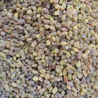 کشمش سایه خشک درجه ۱