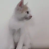 واگذار گربه