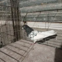 رنگی|حیوانات|یزد, |دیوار