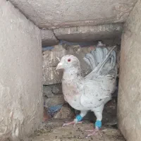 ستا سار عالی فروشی