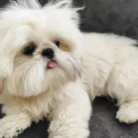 سگ شیتزو فلت ماده