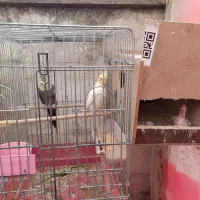 جفت مولد ب شرط|پرنده|علی‌آباد کتول, |دیوار