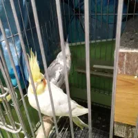 عروس هلندی مولد تضمینی