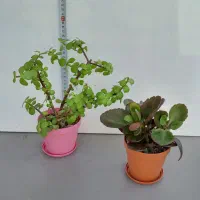 گل وگیاه زیبا|گل و گیاه طبیعی|تهران, بنی‌هاشم|دیوار