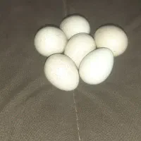 تخم مرغ زینتی
