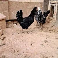 مرغ خروس گلین فول کیفیت|حیوانات مزرعه|شاهینشهر, شهرک پردیس|دیوار