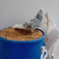 سورور نر|پرنده|اردبیل, |دیوار