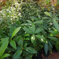 نهال ازگیل|گل و گیاه طبیعی|داراب, |دیوار