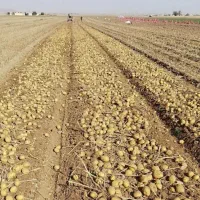 اجاره زمین برای سیب زمینی پیاز