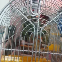 قیمت 3|پرنده|پاکدشت, پاکدشت (مامازند)|دیوار